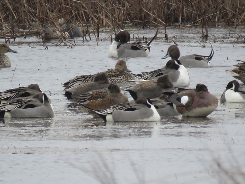 Northern Pintail - ML82076941