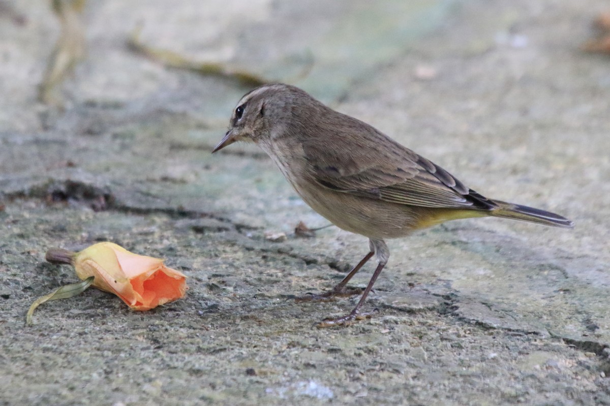 Palm Warbler (Western) - Fabio Olmos