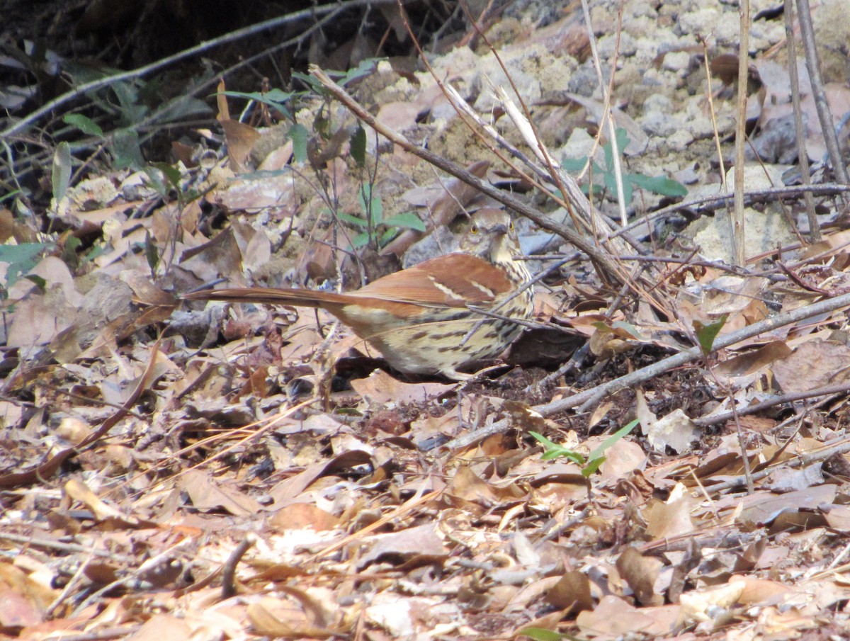 Brown Thrasher - ML82077151