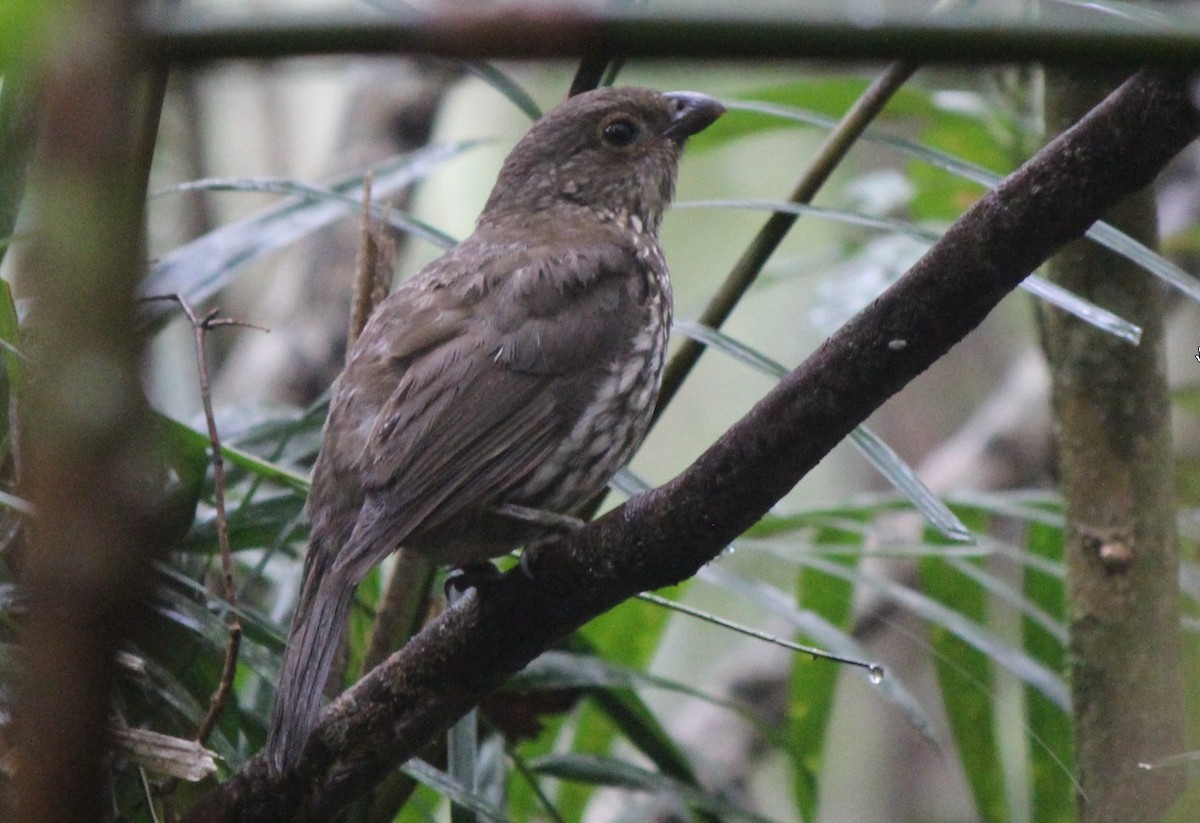 Tooth-billed Bowerbird - ML82078301