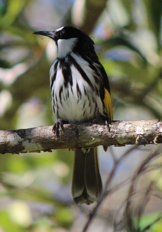 White-cheeked Honeyeater - ML82078961