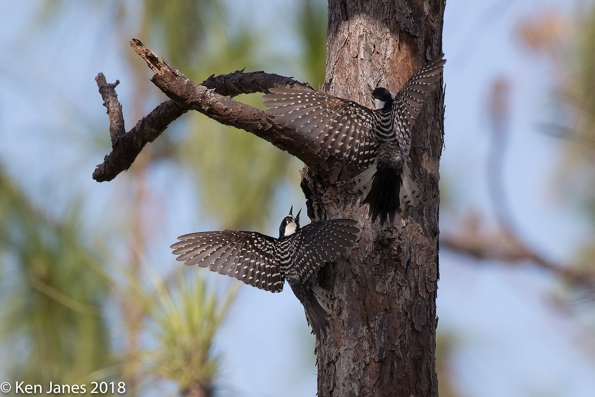 Red-cockaded Woodpecker - Ken Janes