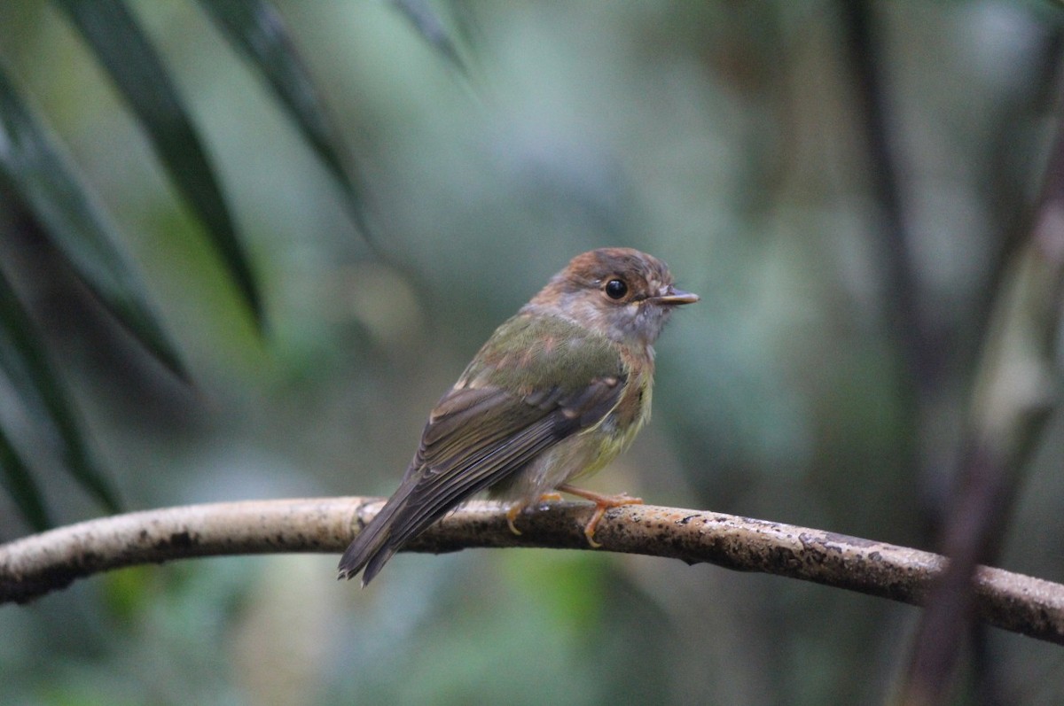 Pale-yellow Robin - ML82080561