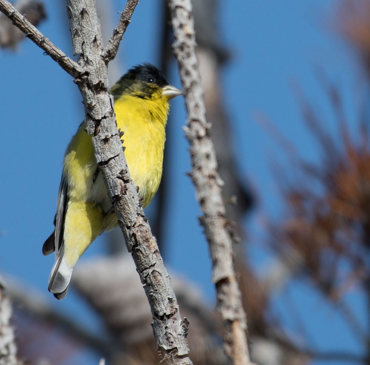 Lesser Goldfinch - ML82080891