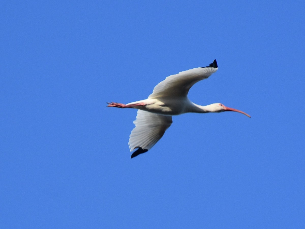 White Ibis - Mike Ostrowski