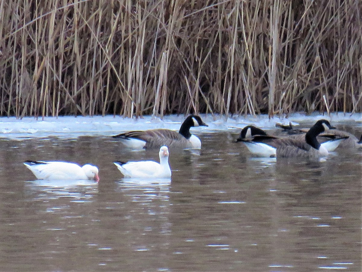 Ross's Goose - ML82085201