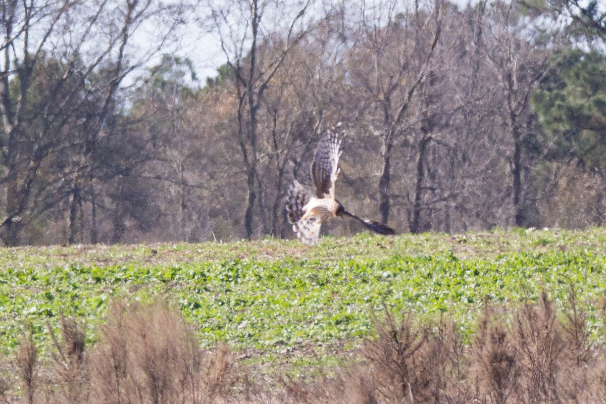 Northern Harrier - ML82085921