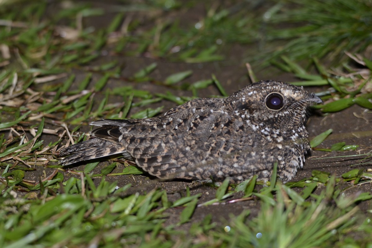 Sickle-winged Nightjar - ML82086281