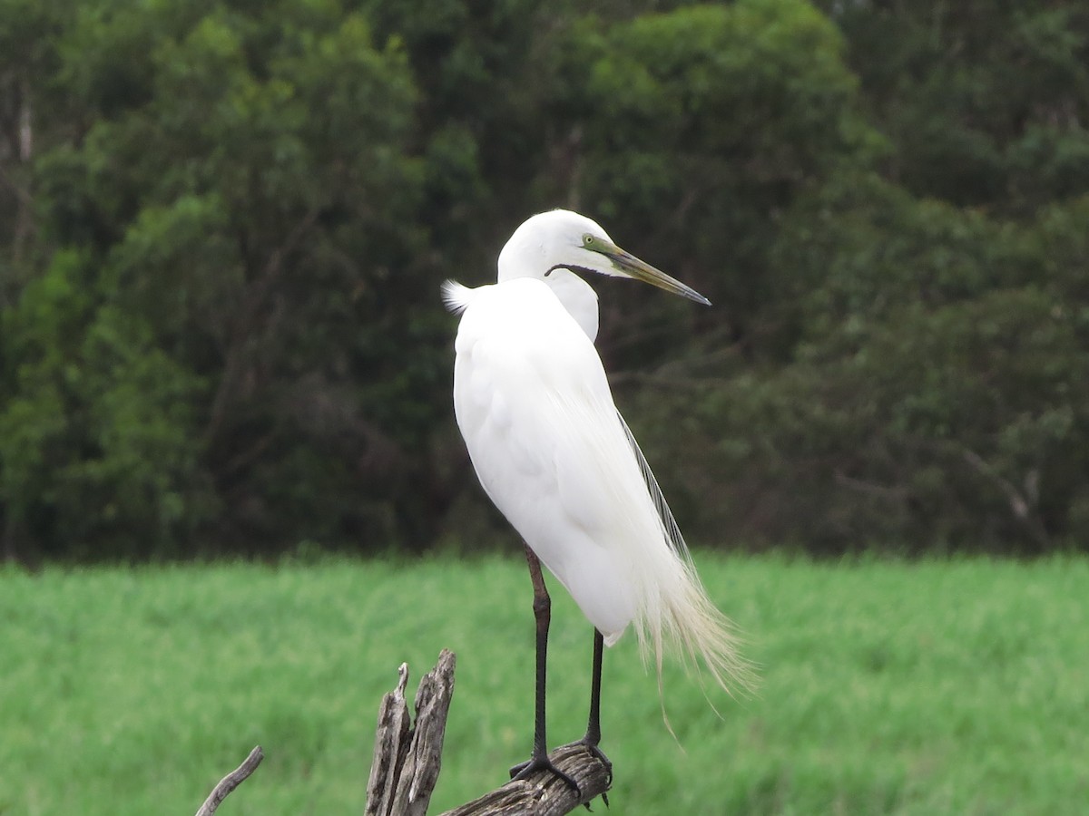 Great Egret - David and Regan Goodyear