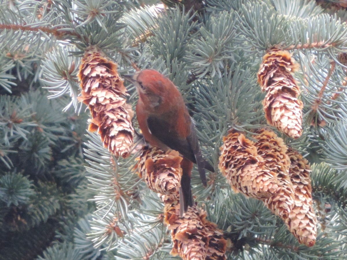 Red Crossbill - ML82087951