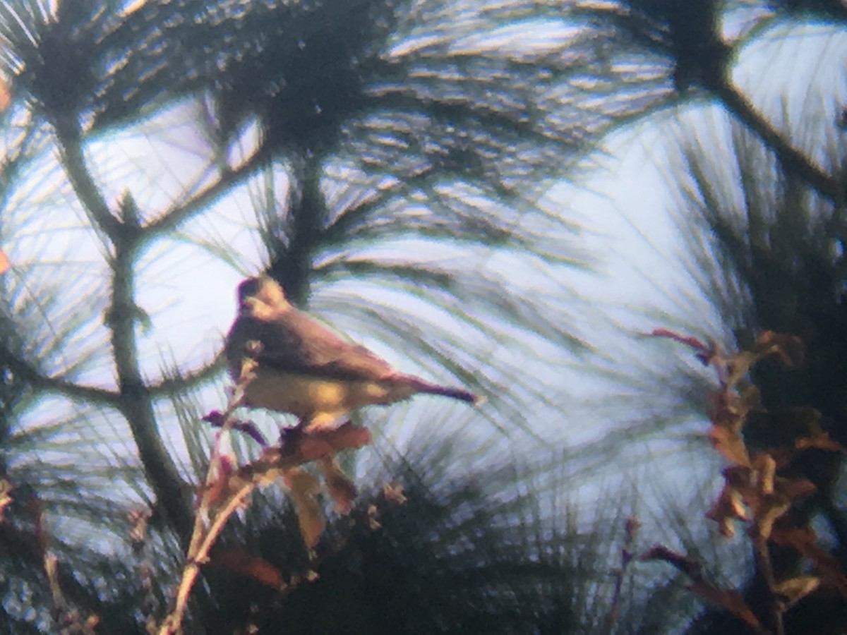 Cassin's Kingbird - Elliot Schunke