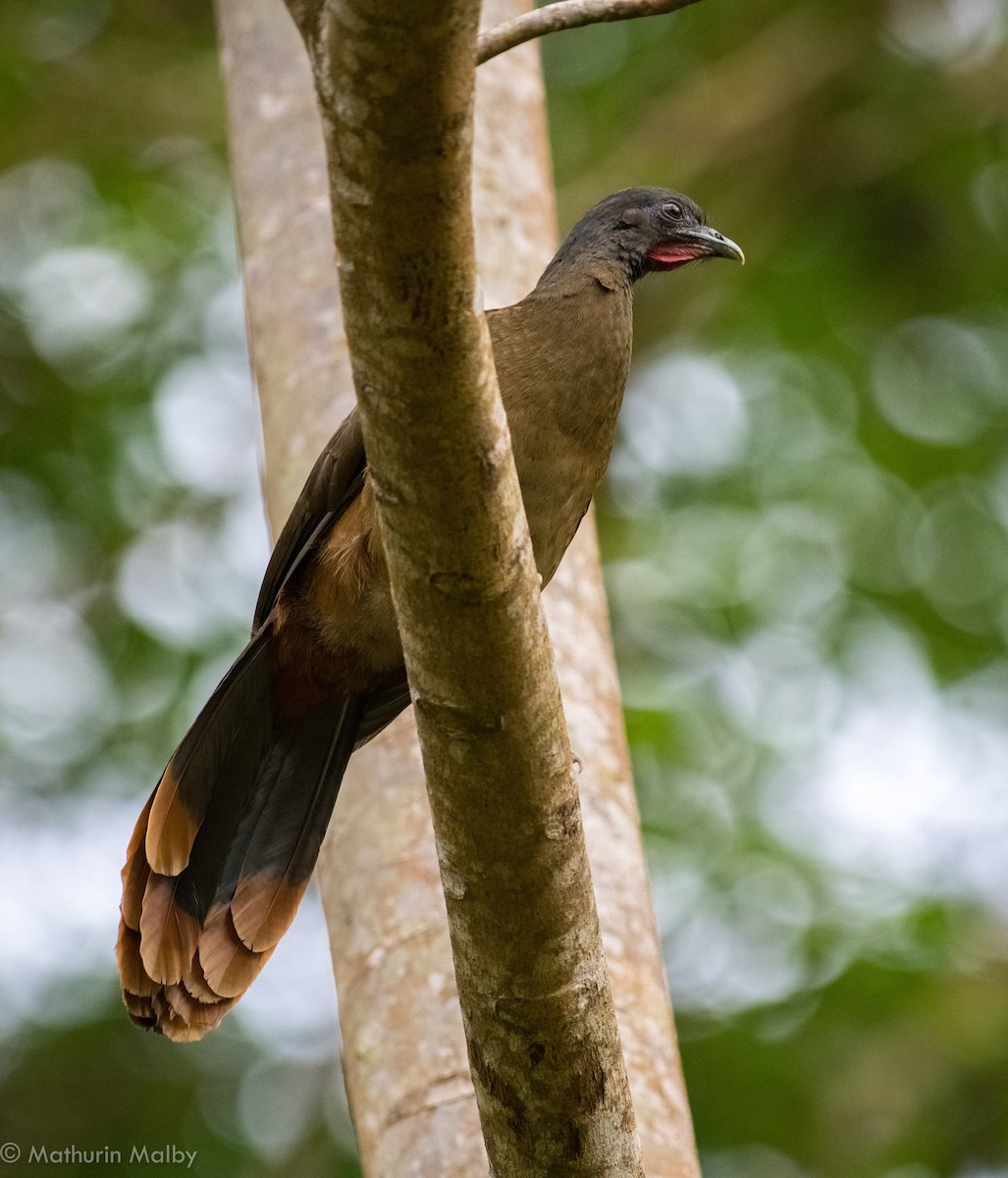 Rufous-vented Chachalaca - ML82091711