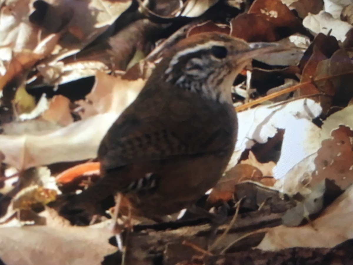 Sinaloa Wren - ML82091751