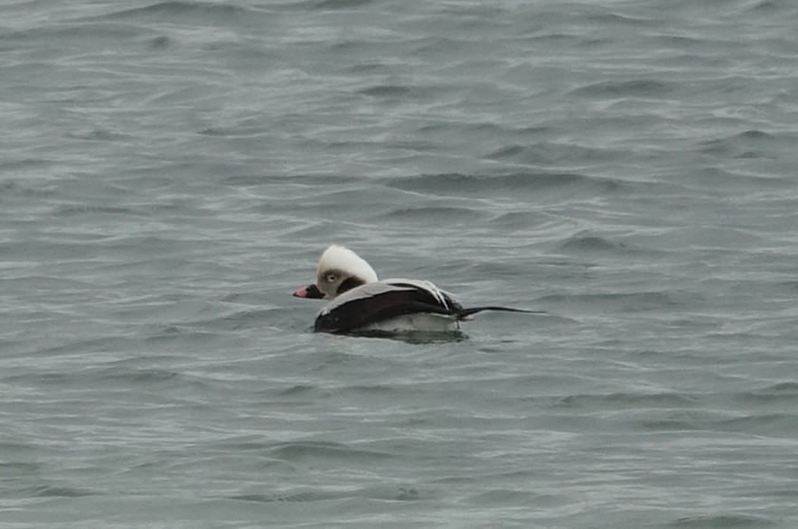 Long-tailed Duck - ML82091881