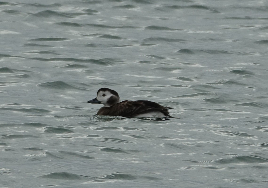 Long-tailed Duck - ML82091931