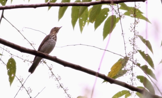 Swainson's Thrush - ML82093161