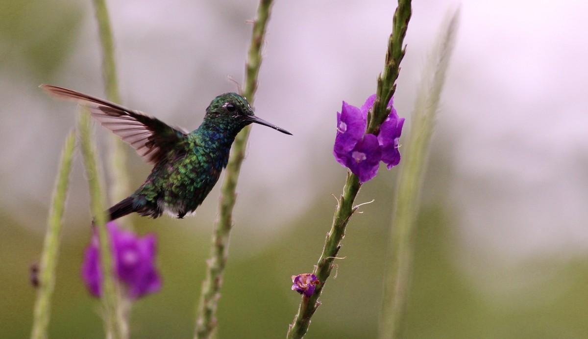 Blue-tailed Emerald - ML82093371