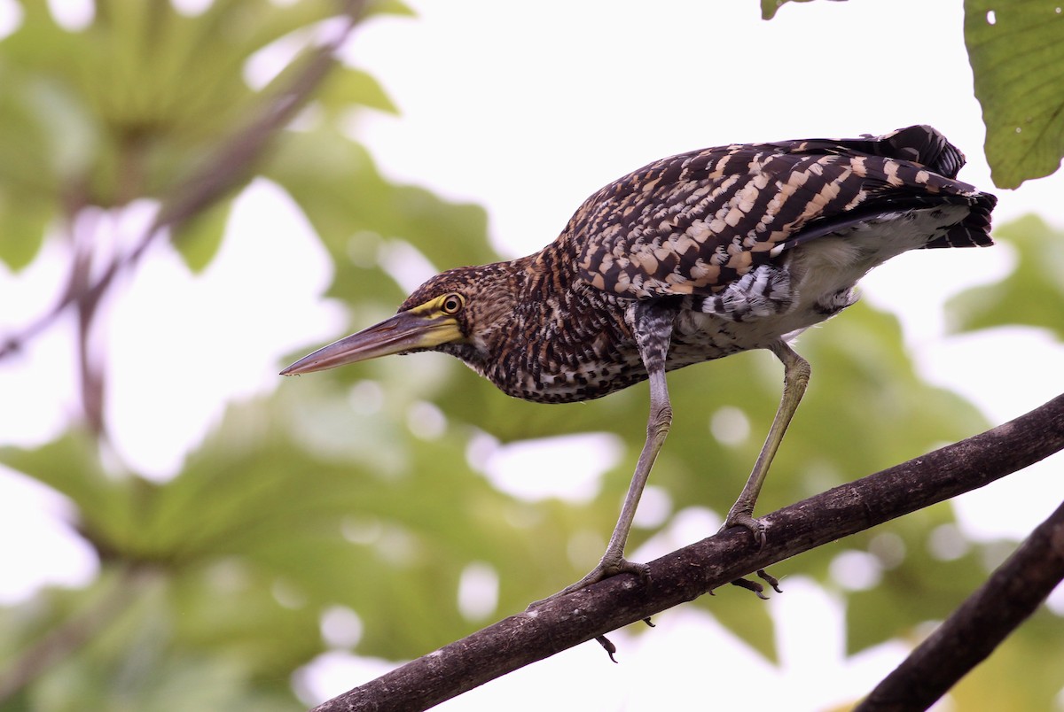 Rufescent Tiger-Heron - ML82093581