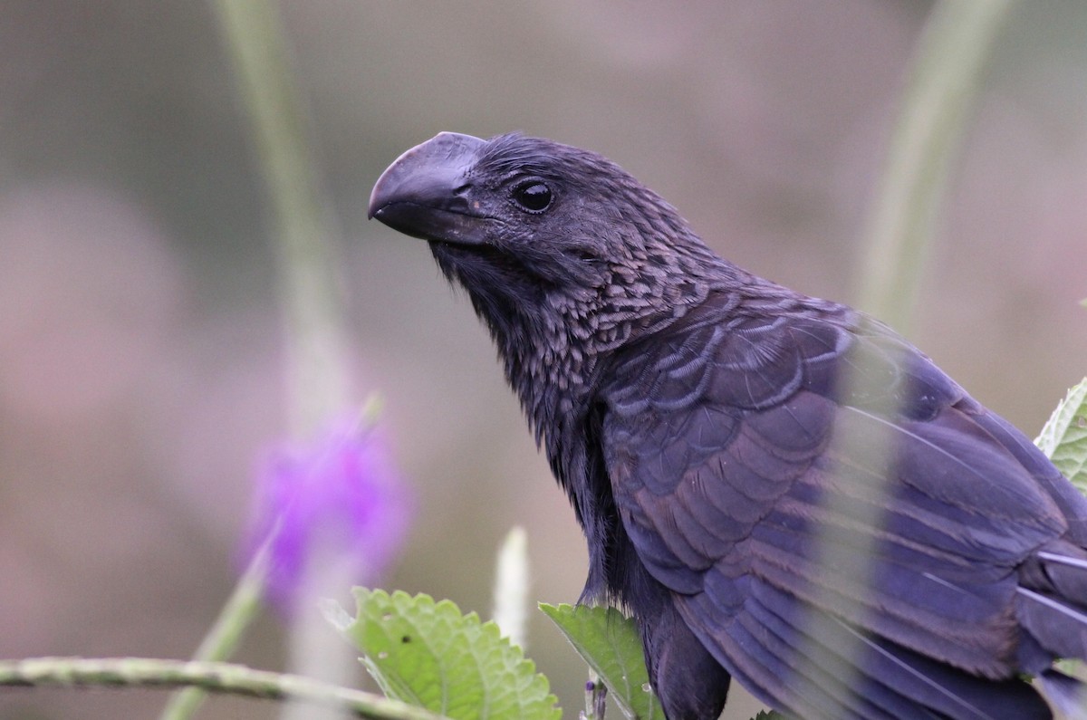 Smooth-billed Ani - ML82093721