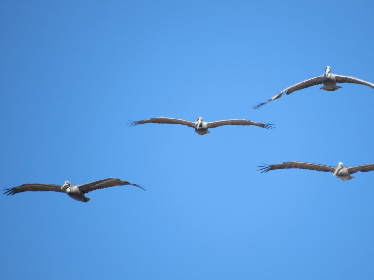 Brown Pelican - ML82093731