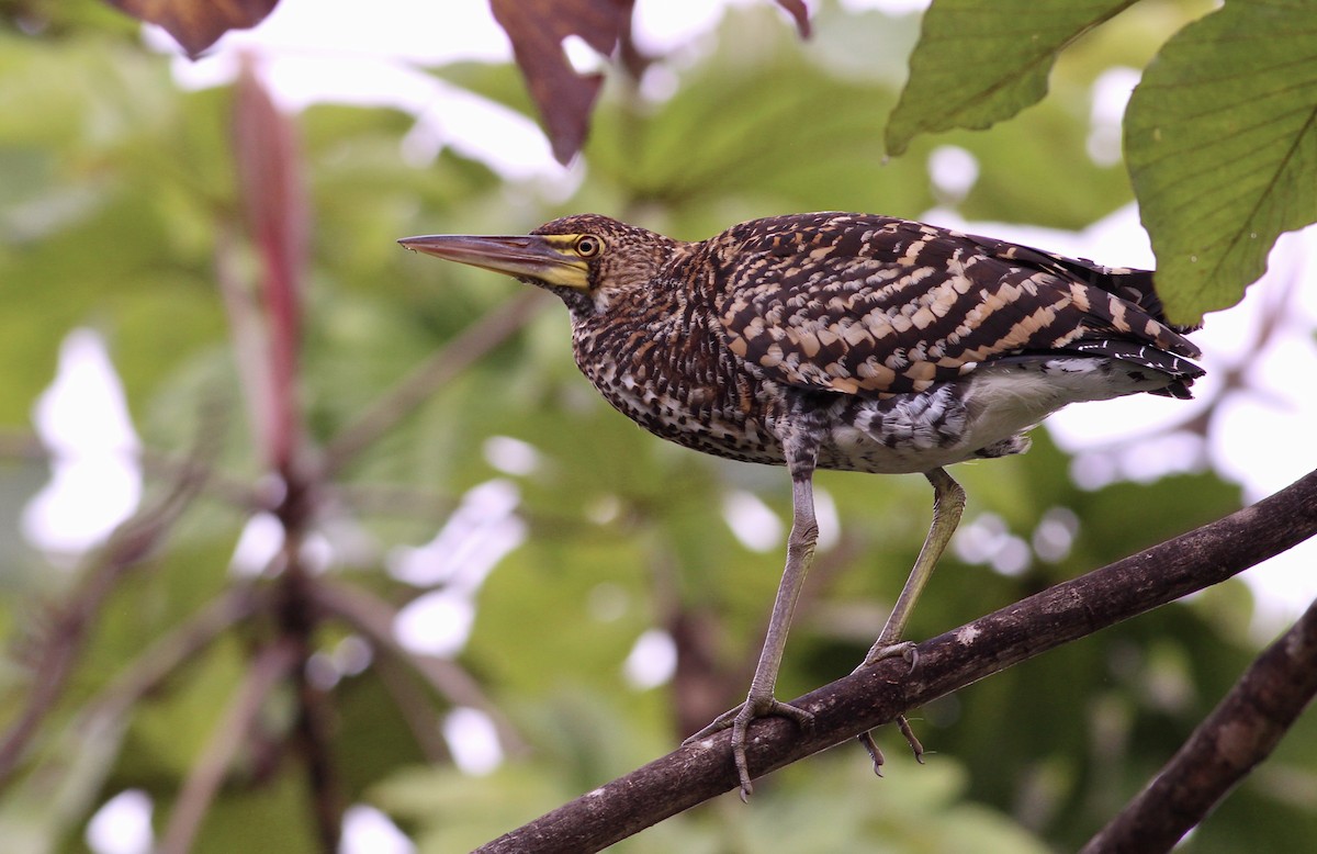 Rufescent Tiger-Heron - ML82094031