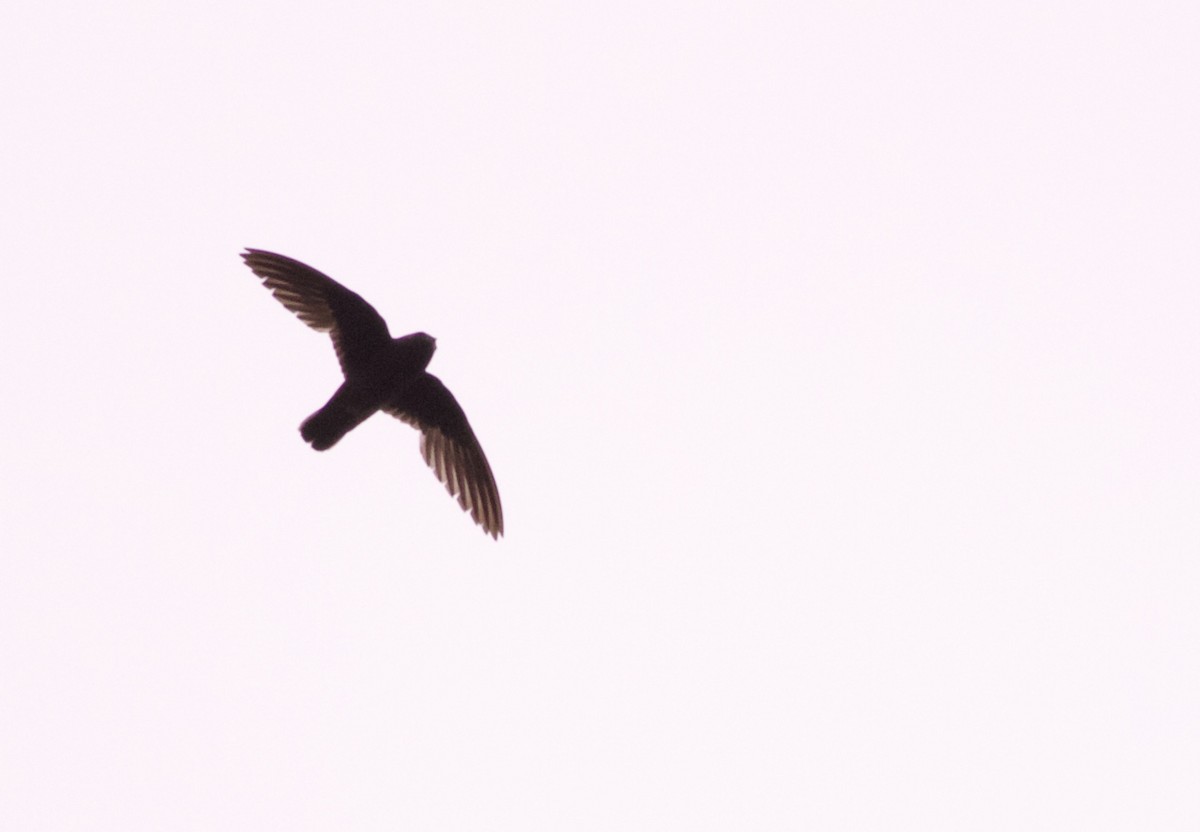 White-chinned Swift - ML82095371