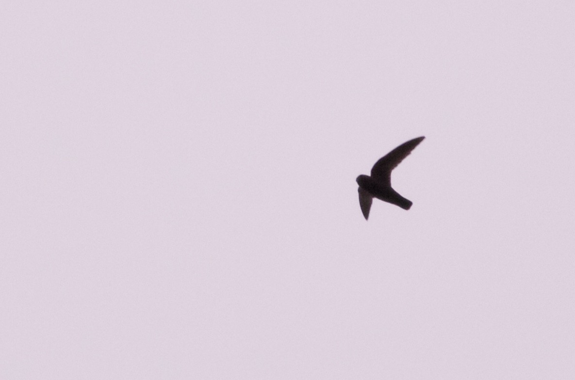 White-chinned Swift - ML82095561