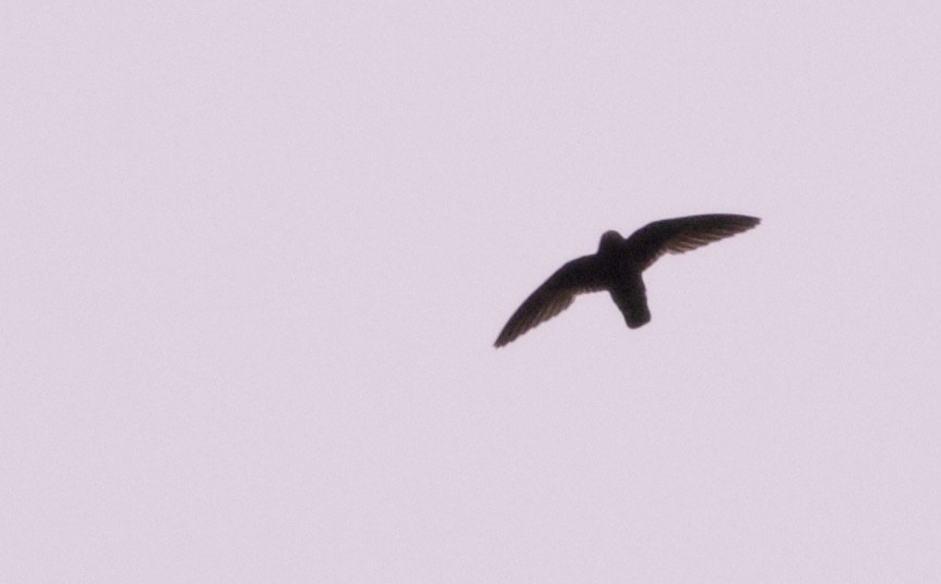 White-chinned Swift - ML82095691