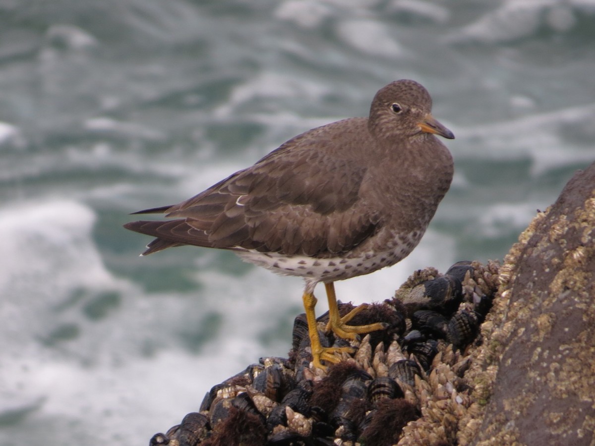 Surfbird - Isaac  Denzer