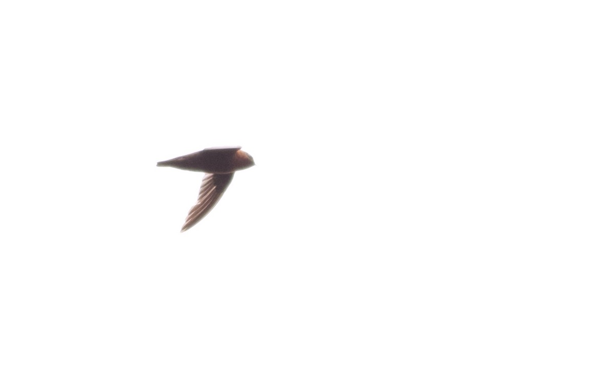 Chestnut-collared Swift - Alex Wiebe