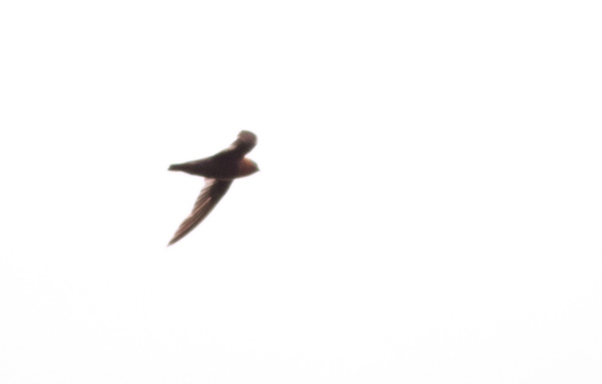 Chestnut-collared Swift - ML82096121