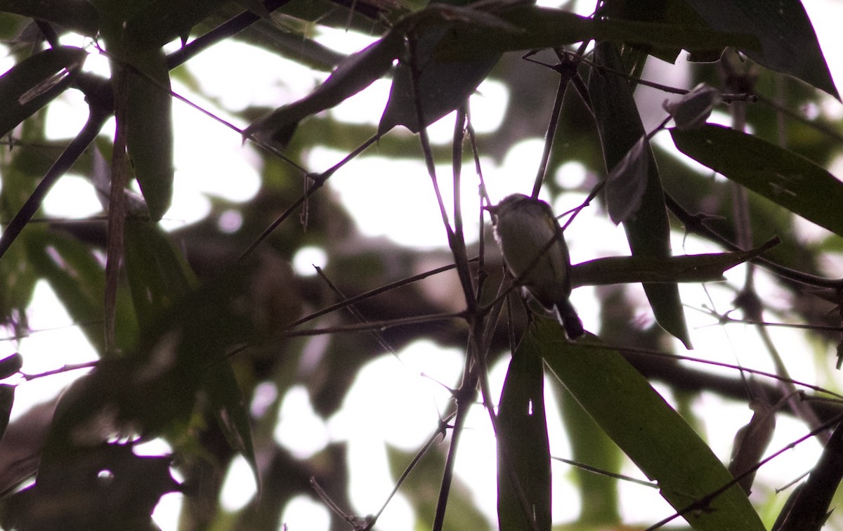 White-cheeked Tody-Flycatcher - ML82096221