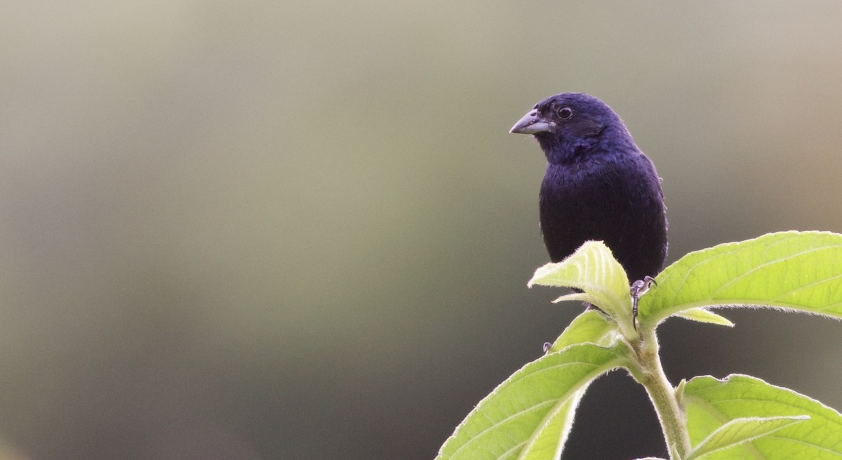 Blue-black Grassquit - Alex Wiebe