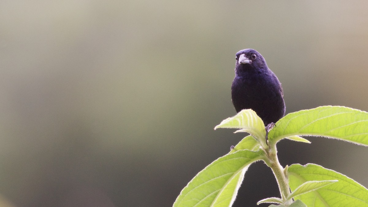 Blue-black Grassquit - Alex Wiebe