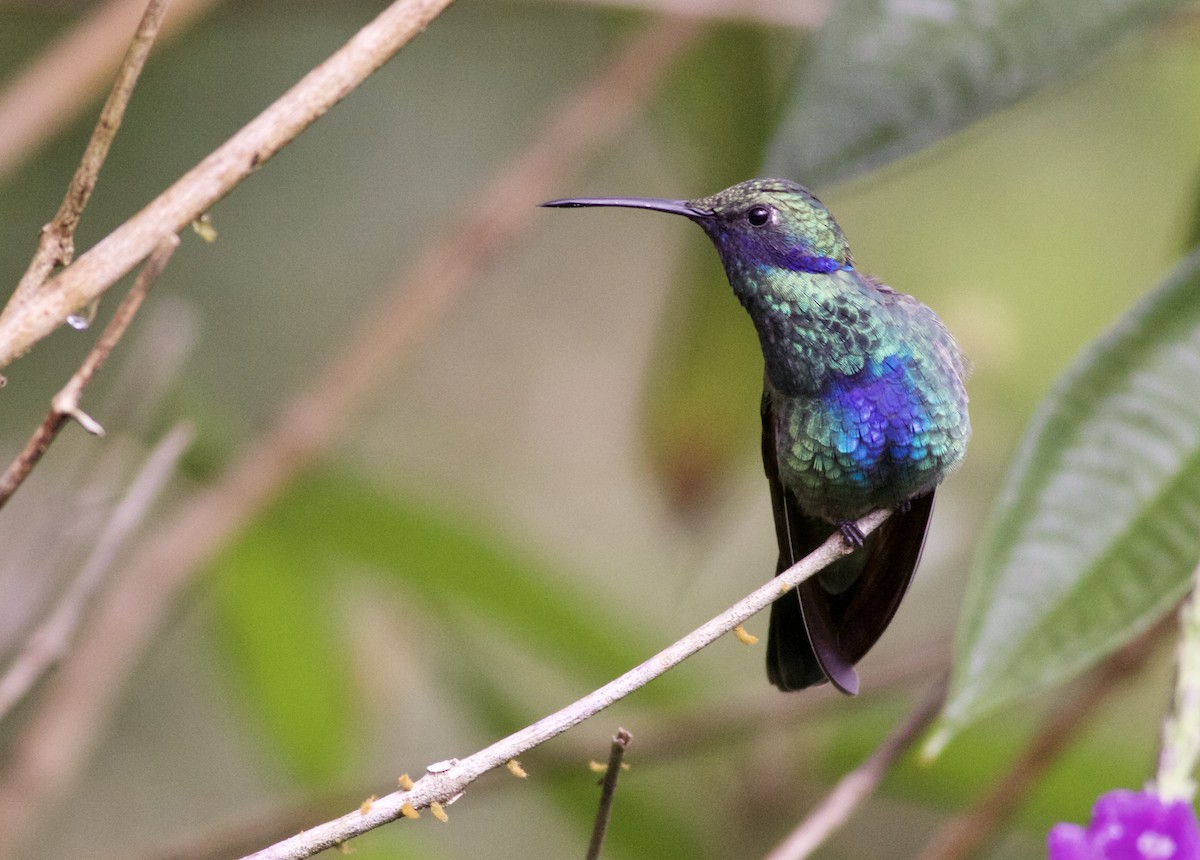 Sparkling Violetear - Alex Wiebe