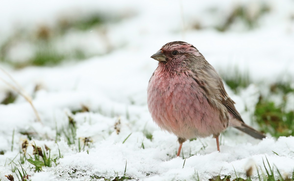 Pink-rumped Rosefinch - Luke Seitz
