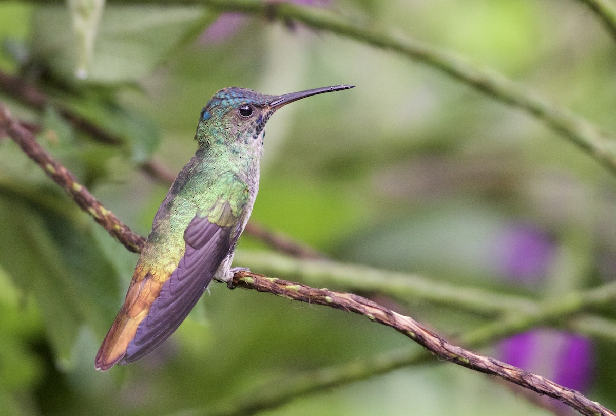 Golden-tailed Sapphire - ML82098181