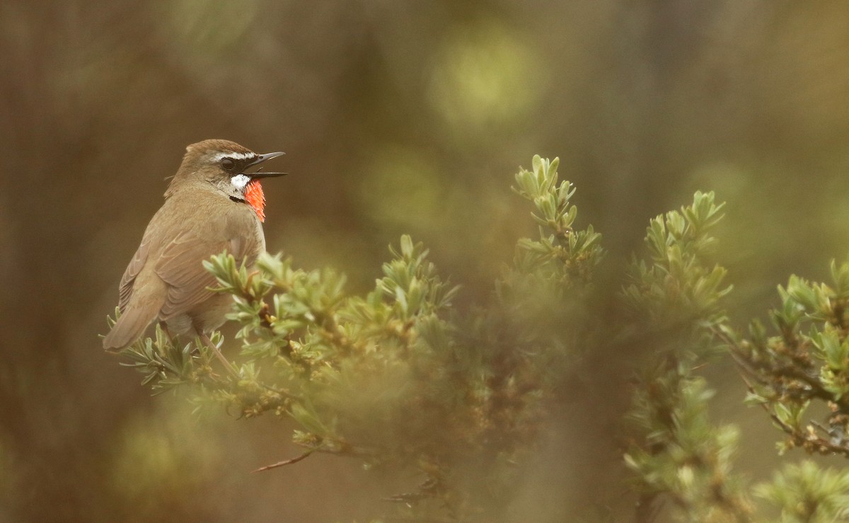 Siberian Rubythroat - ML82098601