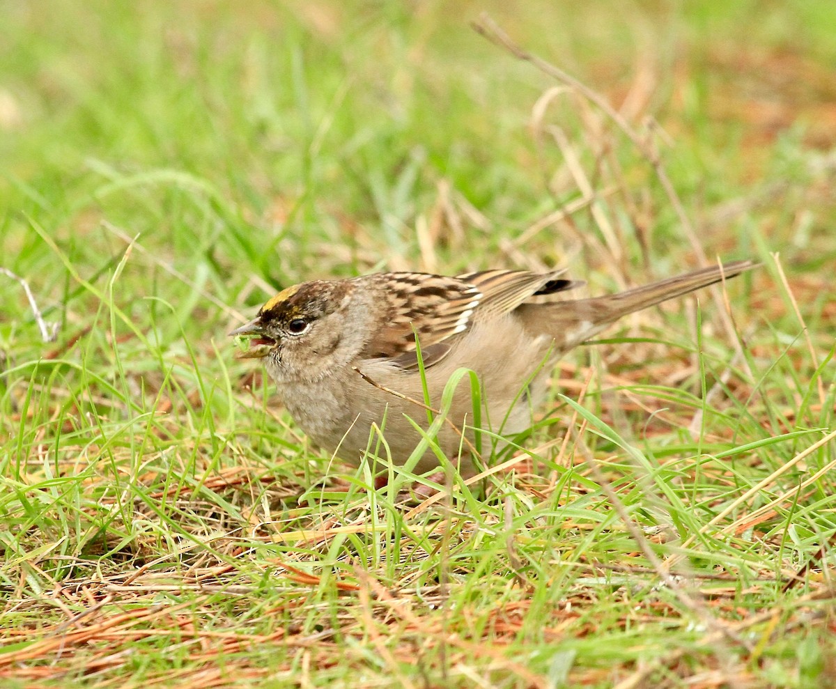 Golden-crowned Sparrow - ML82098741
