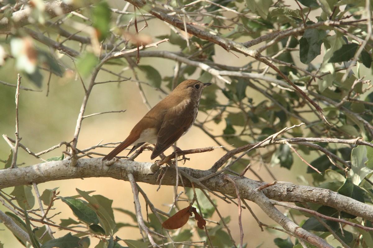 Hermit Thrush - ML82098831