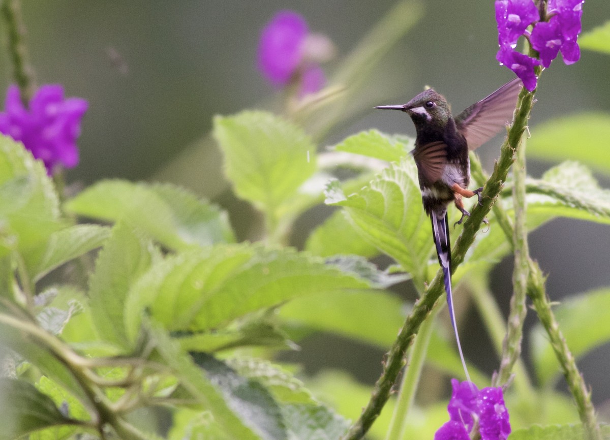 Wire-crested Thorntail - ML82098921