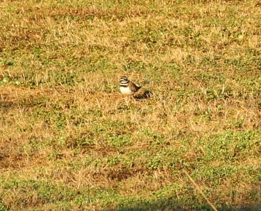 Killdeer - ML82099201