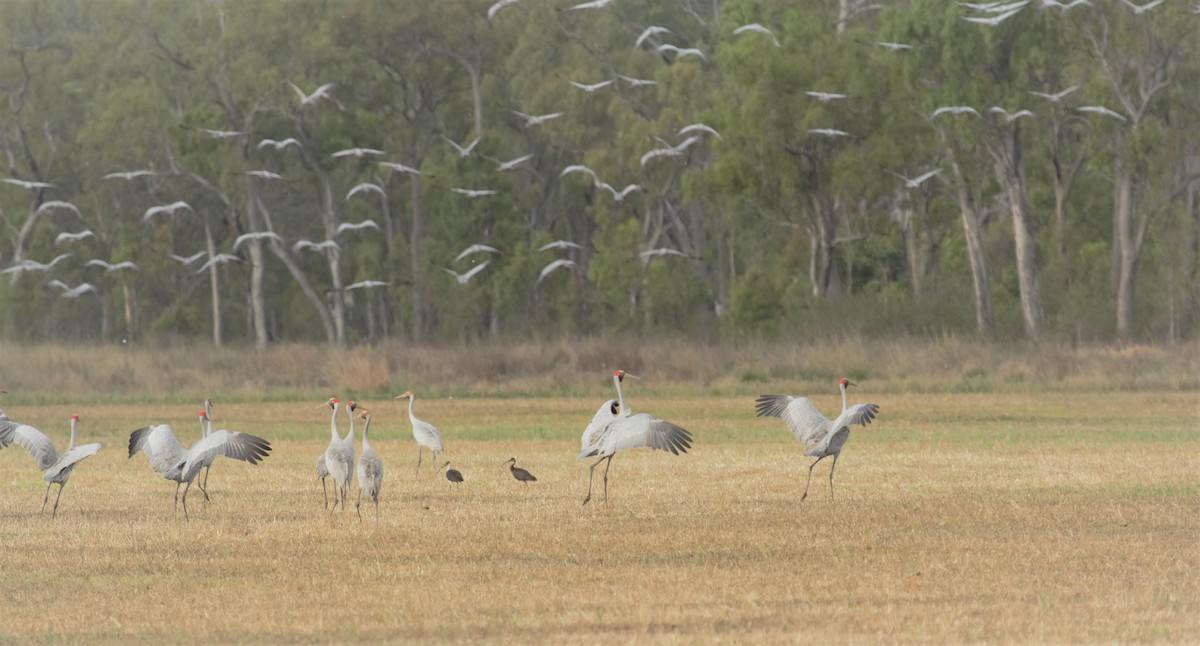 Grue brolga - ML82100171