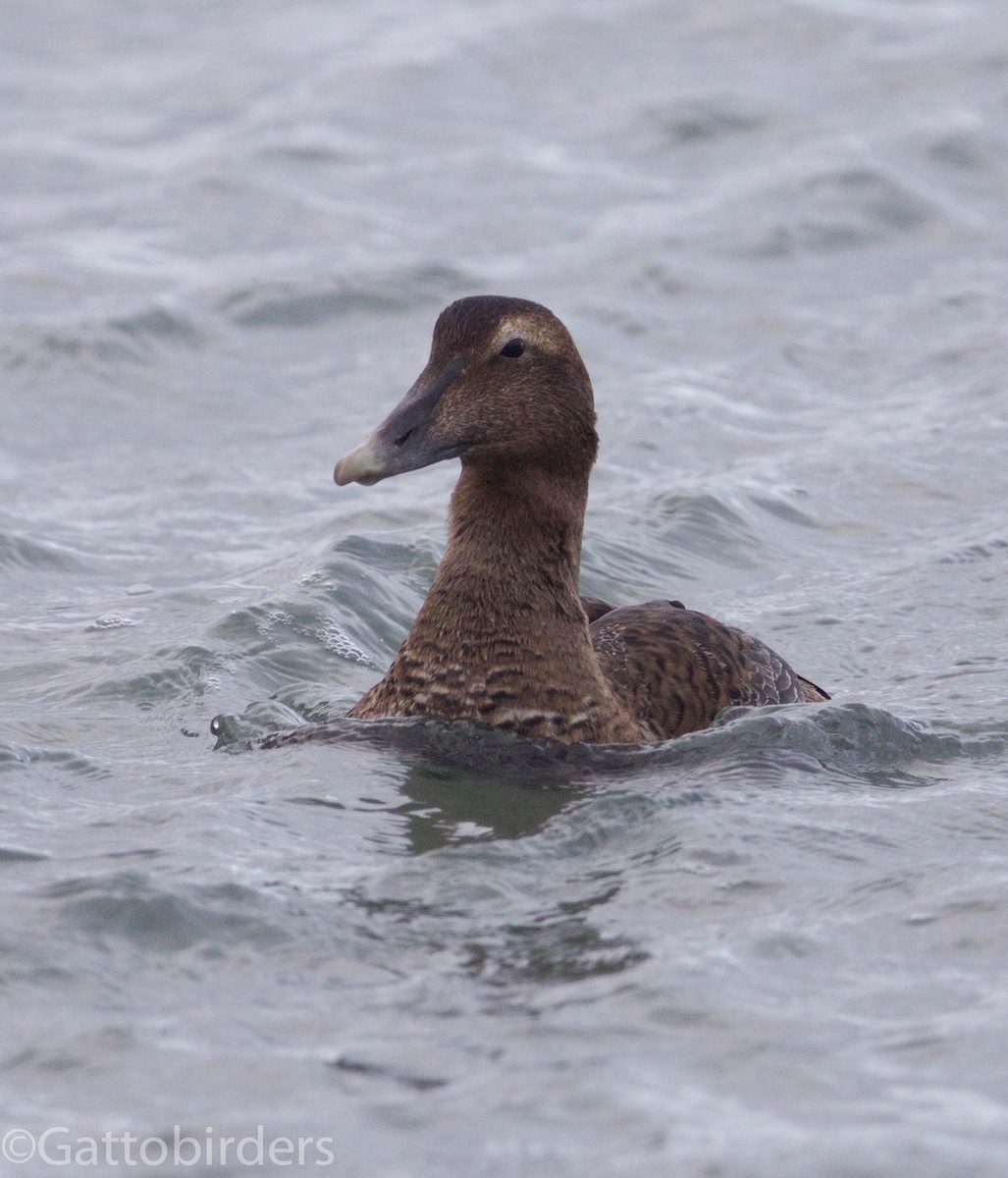 Common Eider - Nathan Gatto