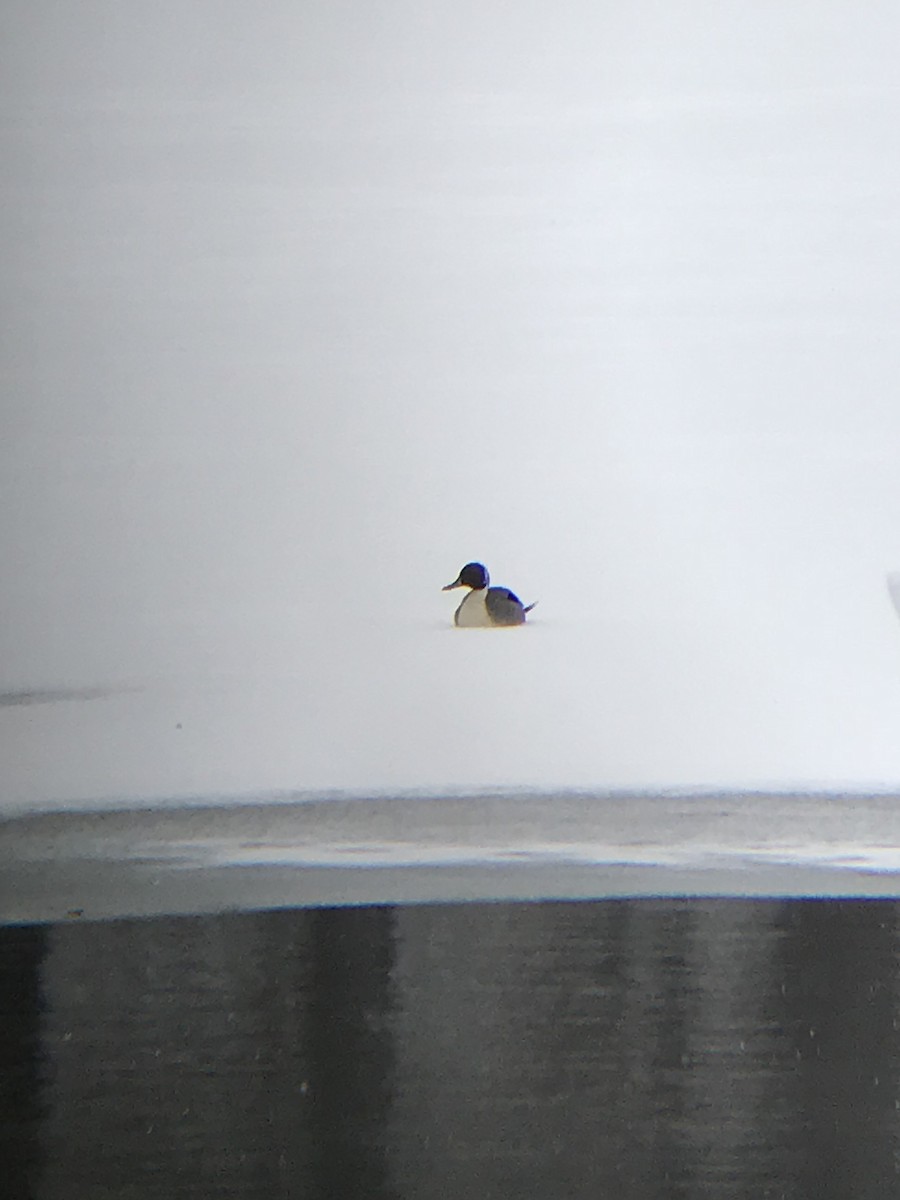 Northern Pintail - ML82100841