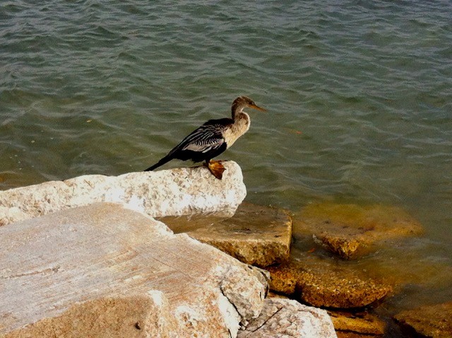 anhinga americká - ML82102891