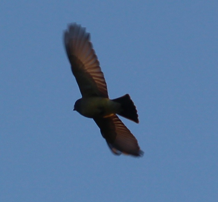 Cassin's Kingbird - Daphne Asbell