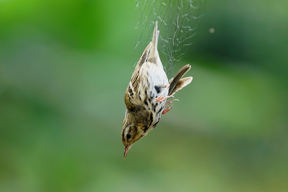 Pipit à dos olive - ML82104471