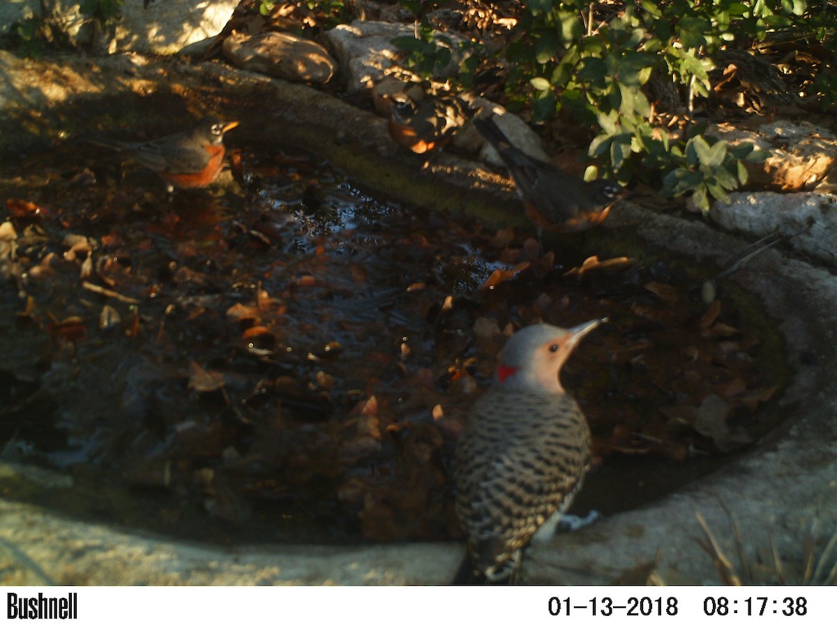 Northern Flicker (Yellow-shafted) - Brush Freeman