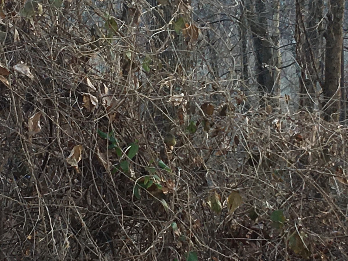 Orange-crowned Warbler - ML82105901